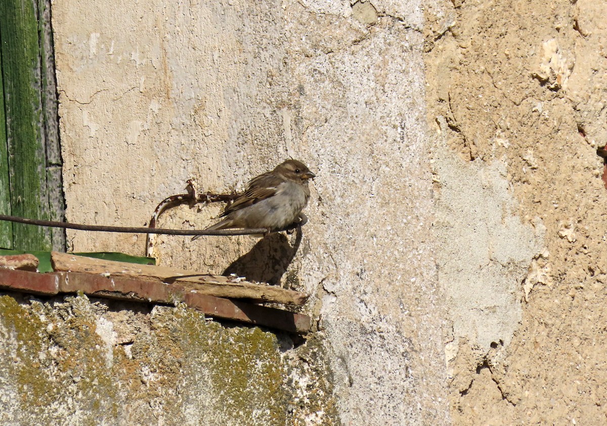 House Sparrow - Francisco Javier Calvo lesmes