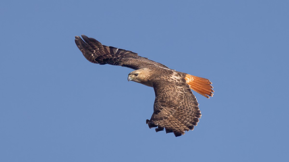 Red-tailed Hawk - ML617133449