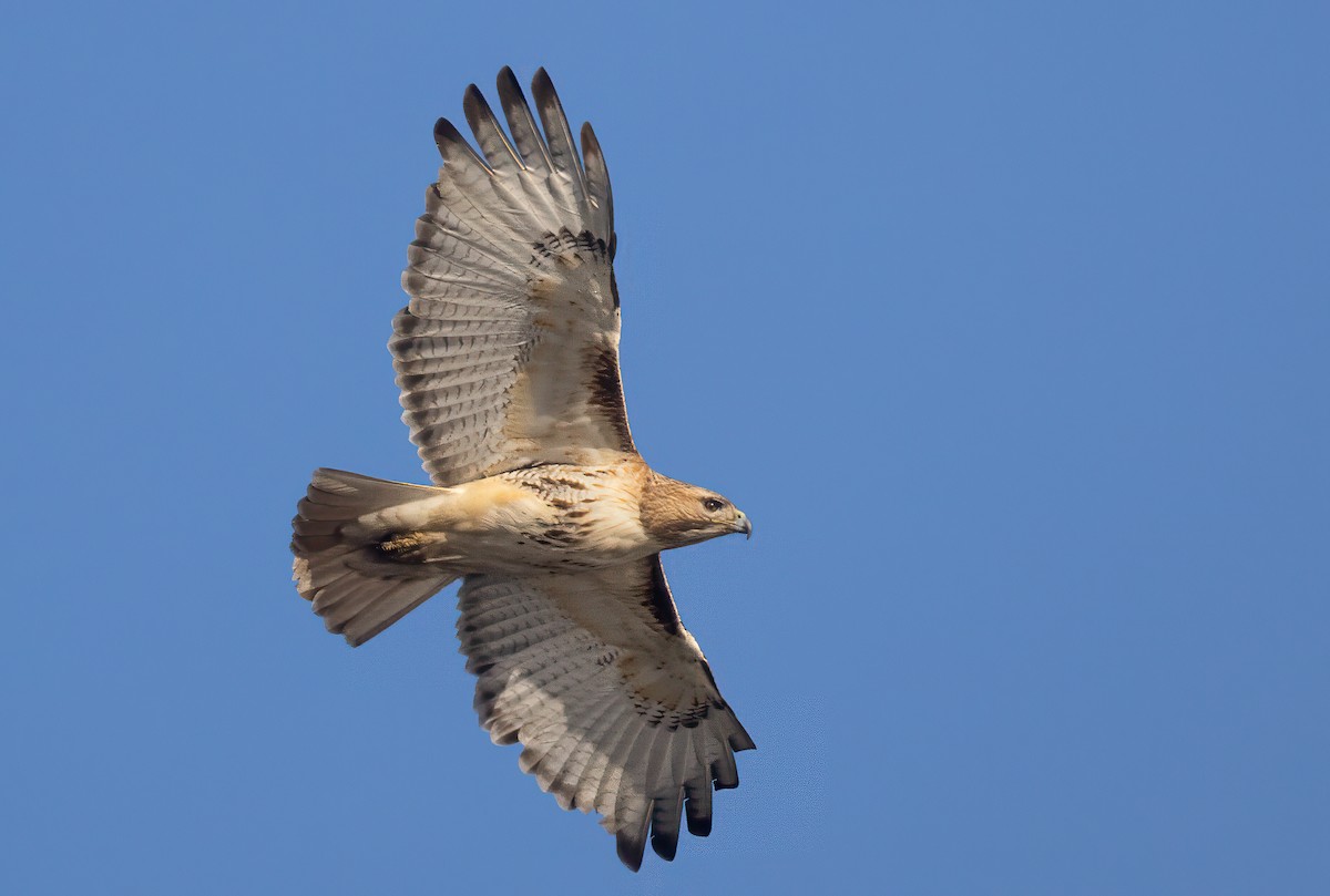 Red-tailed Hawk - ML617133450