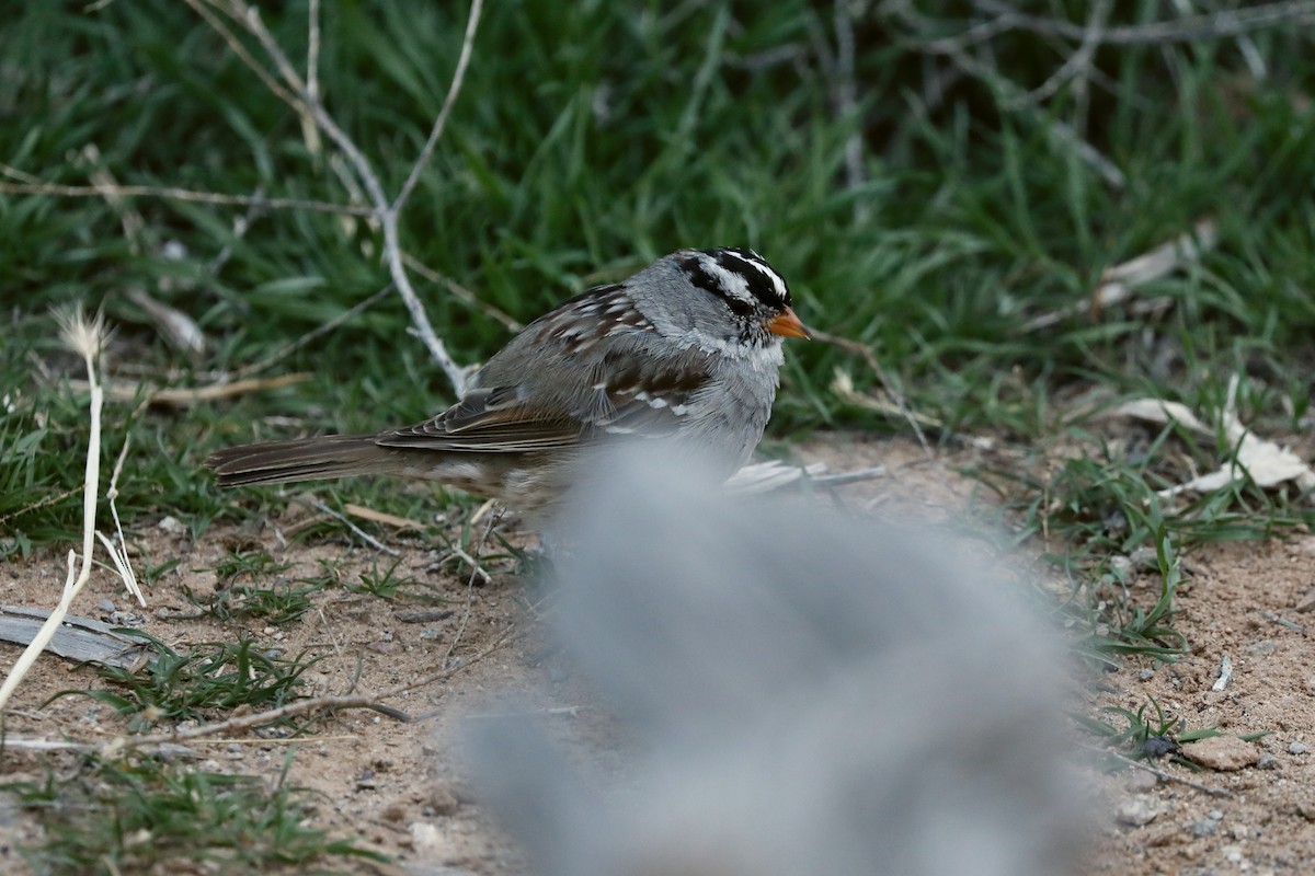 White-crowned Sparrow - ML617133454