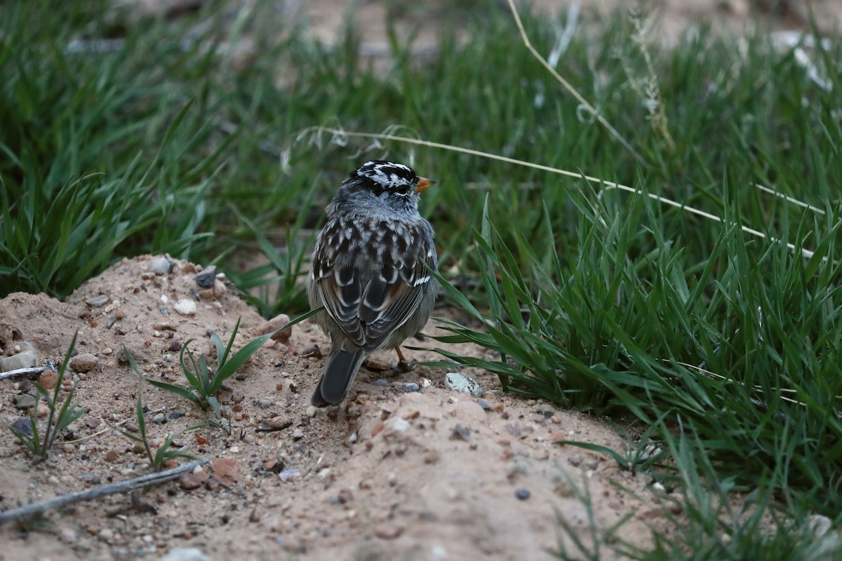 White-crowned Sparrow - ML617133455