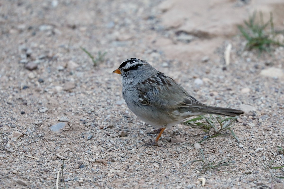 White-crowned Sparrow - ML617133456