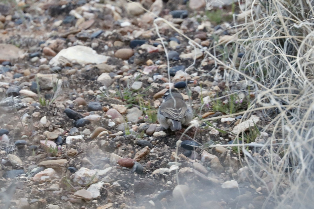 Black-throated Sparrow - ML617133464