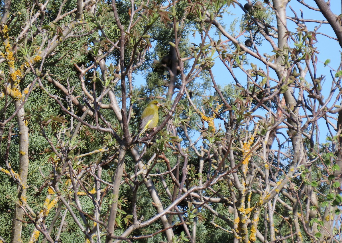 European Greenfinch - ML617133476