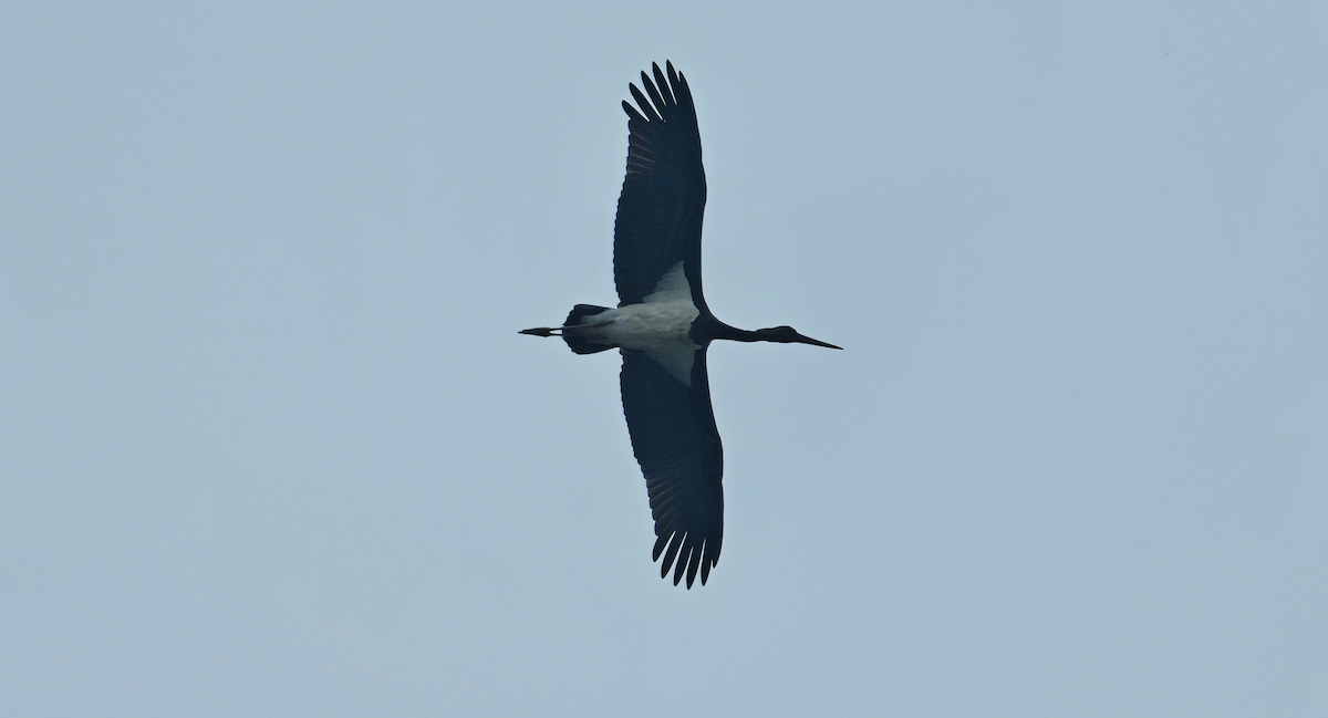 Black Stork - ML617133478