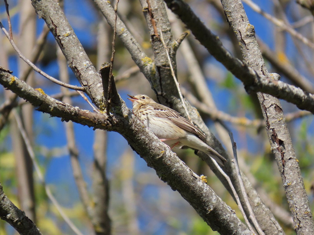 Tree Pipit - Francisco Javier Calvo lesmes