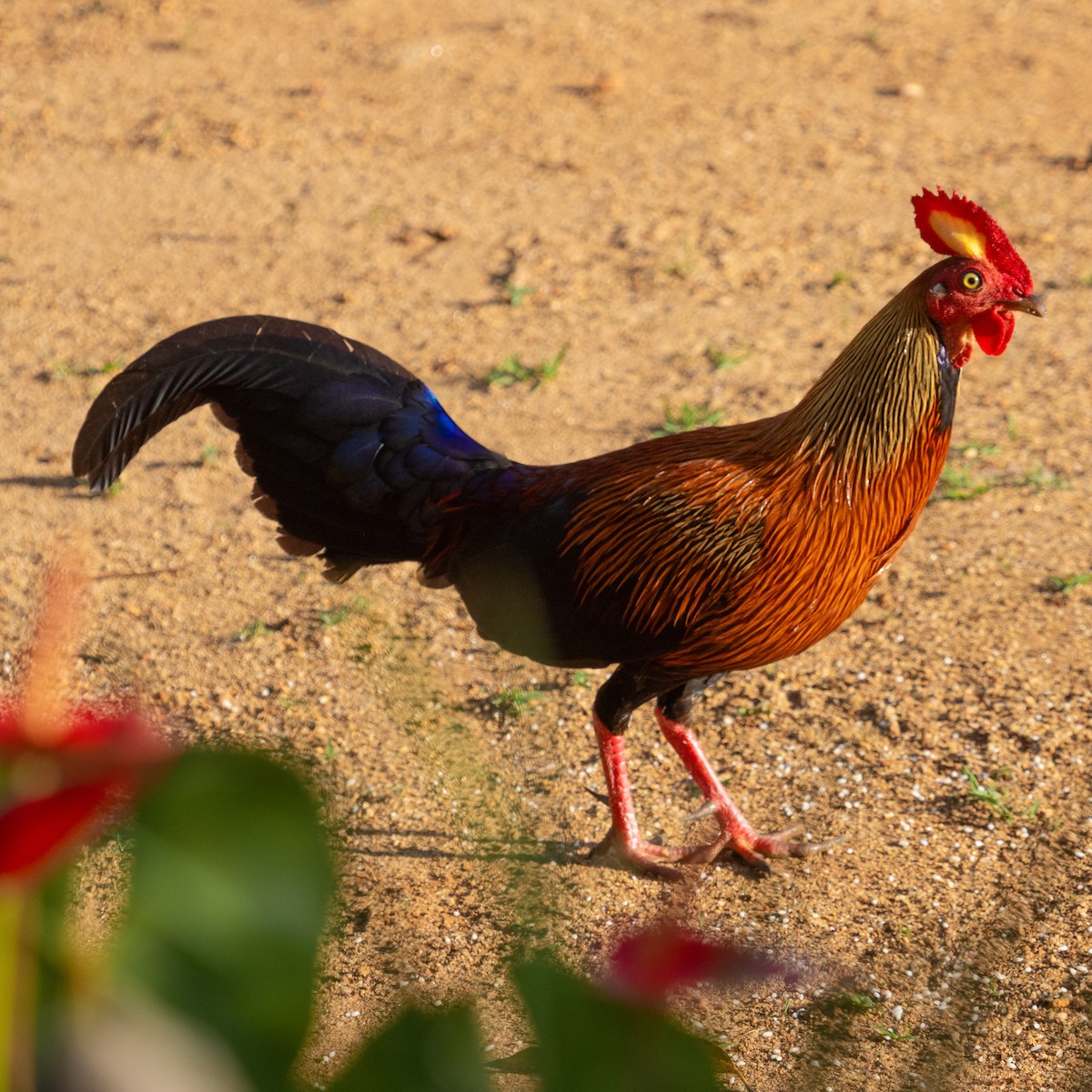 Sri Lanka Junglefowl - ML617133498