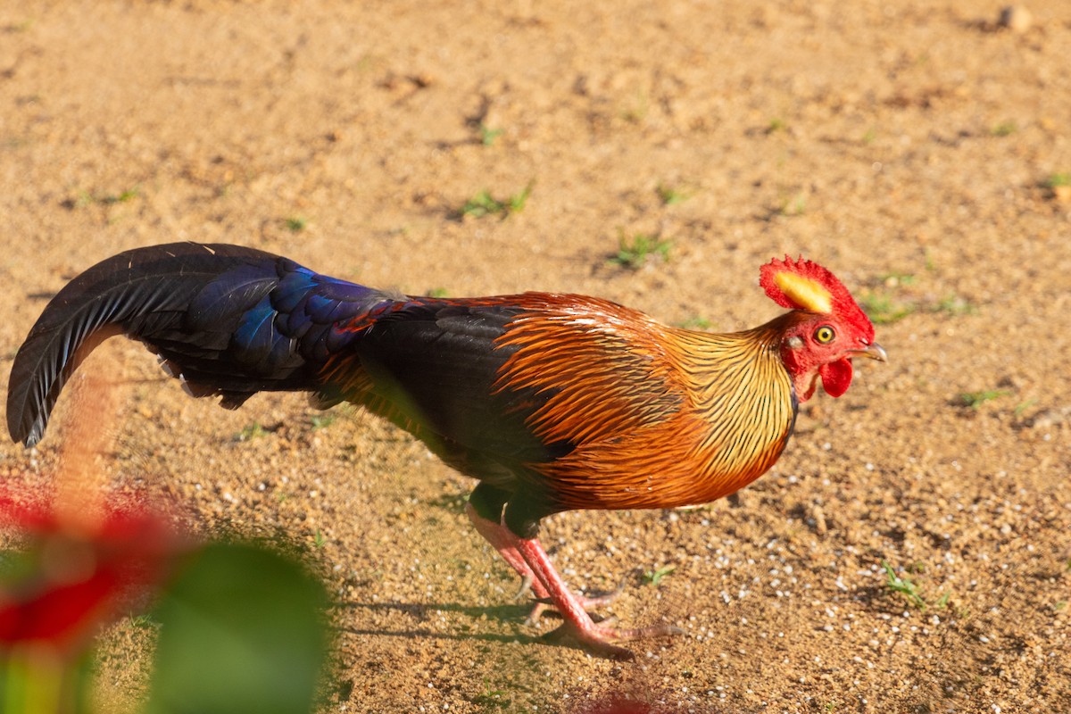 Sri Lanka Junglefowl - ML617133499