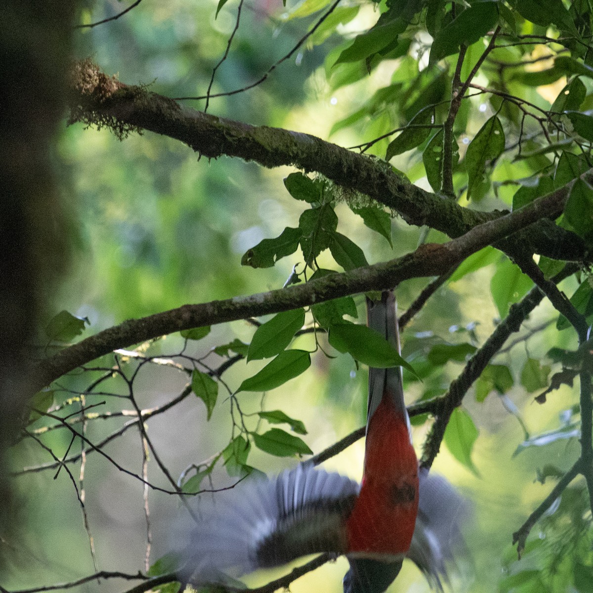 Malabar Trogon - ML617133502