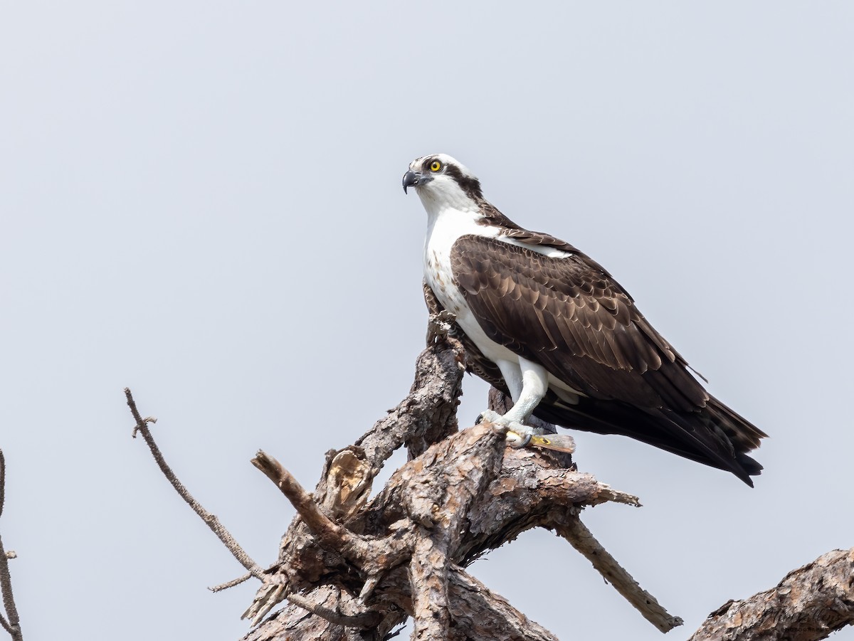 Osprey - Tim Ellens