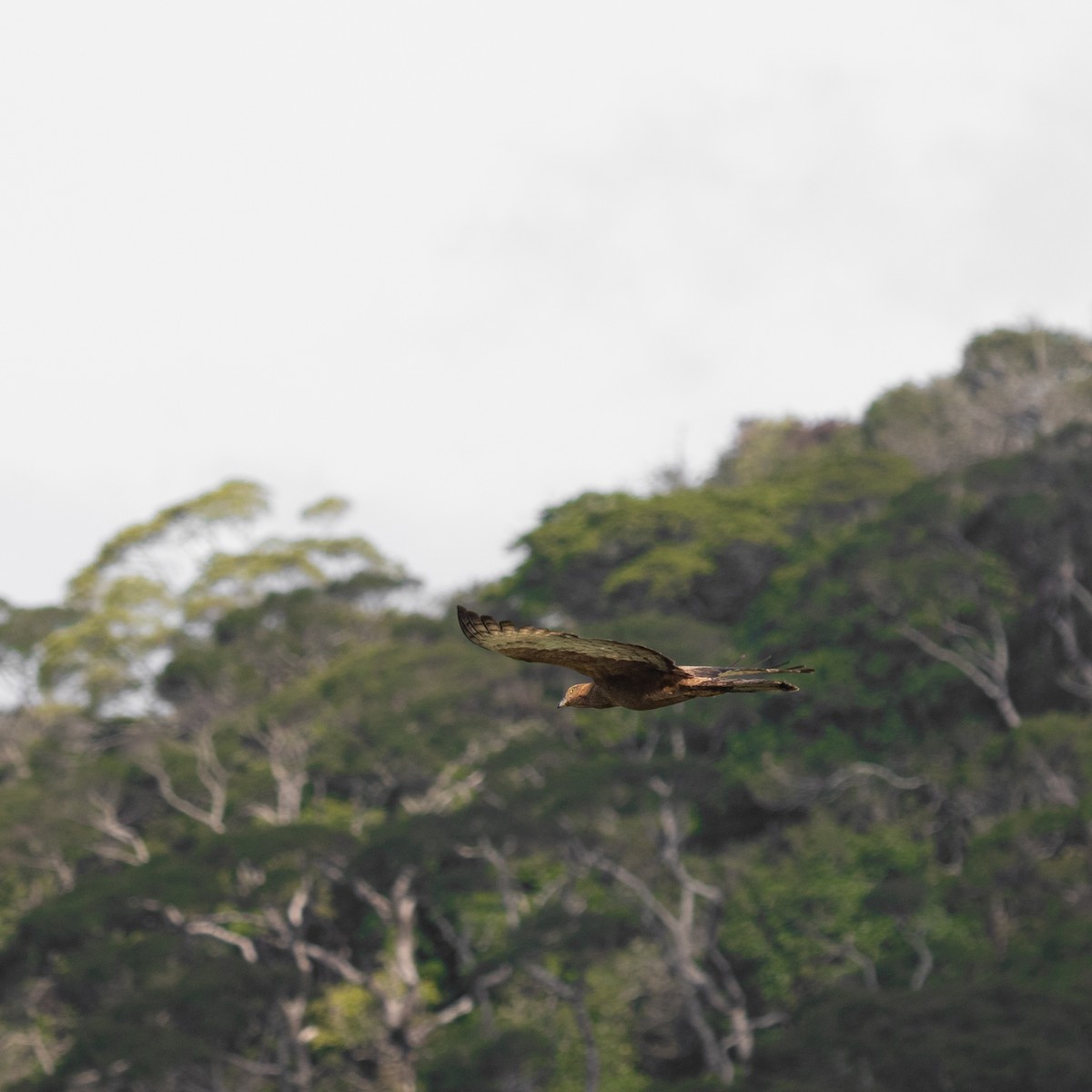 Oriental Honey-buzzard - ML617133526