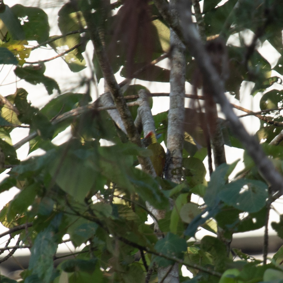 Lesser Yellownape - Anastasia Besfamilnaya