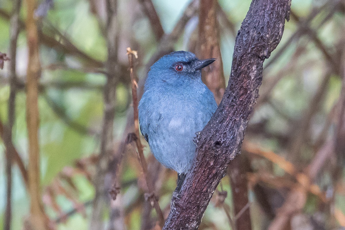 Bluish Flowerpiercer - Paul Budde