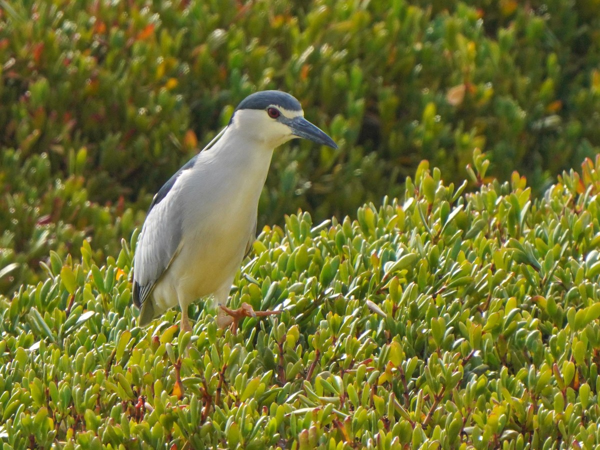 Black-crowned Night Heron - ML617133553