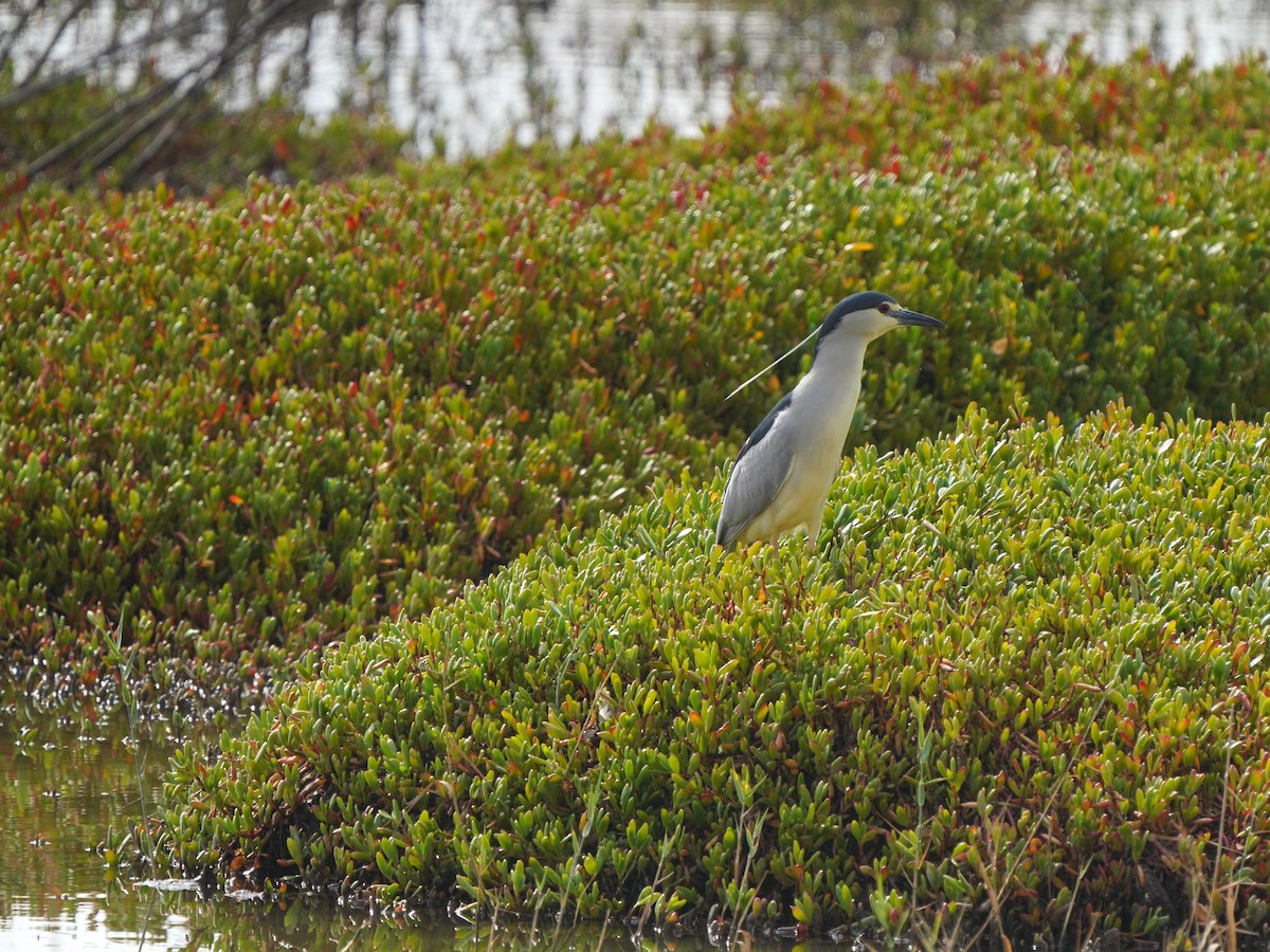 Black-crowned Night Heron - ML617133554