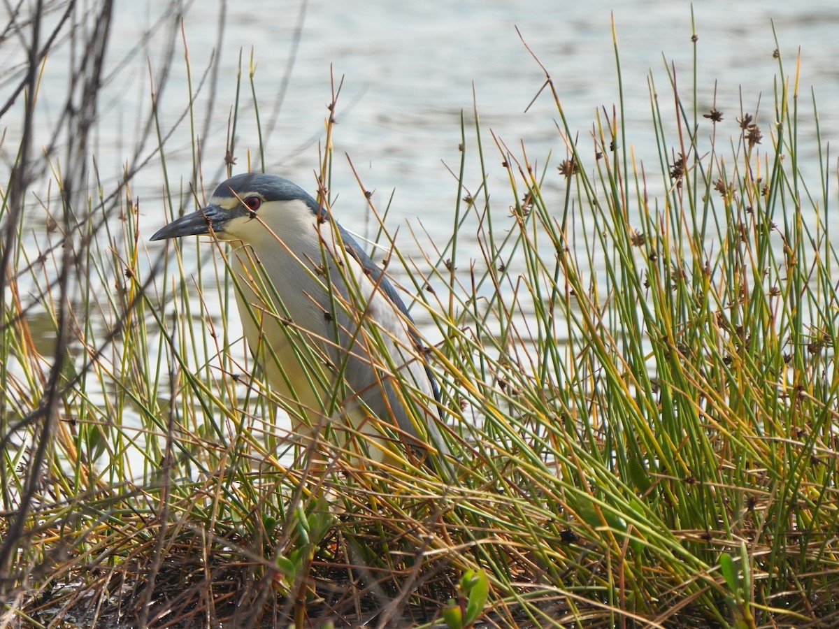 Black-crowned Night Heron - ML617133557