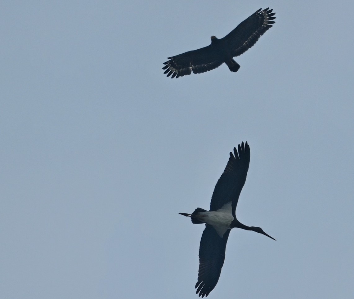 Crested Serpent-Eagle - ML617133560