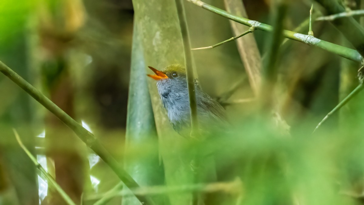 Slaty-bellied Tesia - Pankaj Maheria