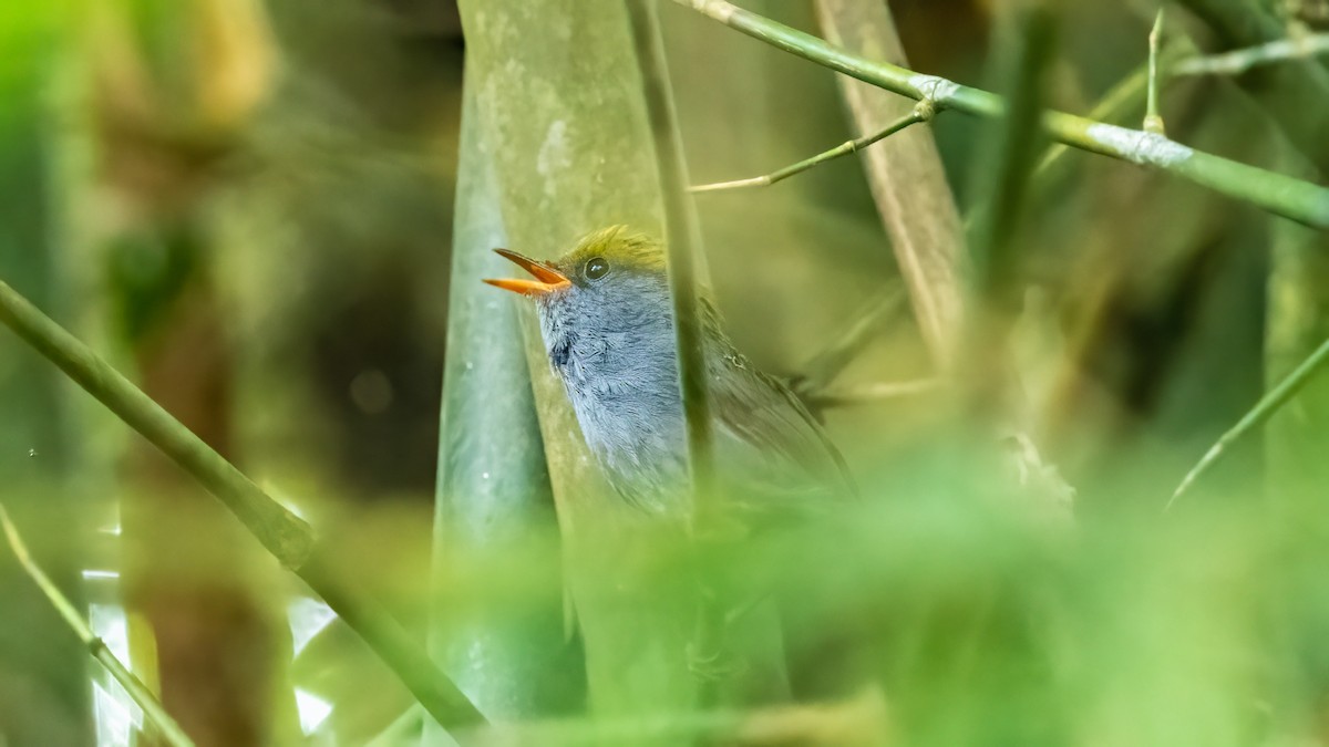 Slaty-bellied Tesia - Pankaj Maheria