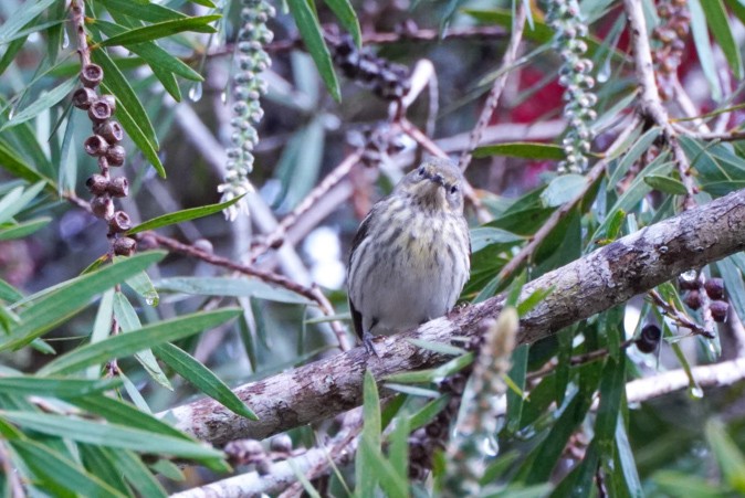 Cape May Warbler - Teylor Redondo