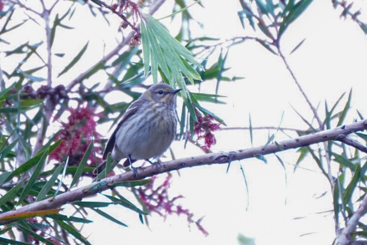 Cape May Warbler - Teylor Redondo