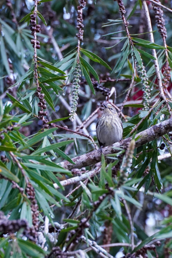 Cape May Warbler - Teylor Redondo