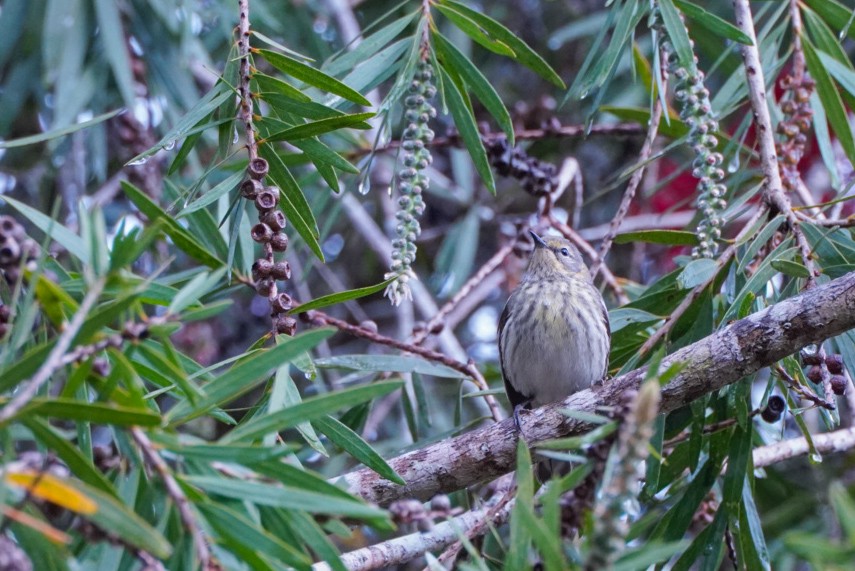 Cape May Warbler - Teylor Redondo