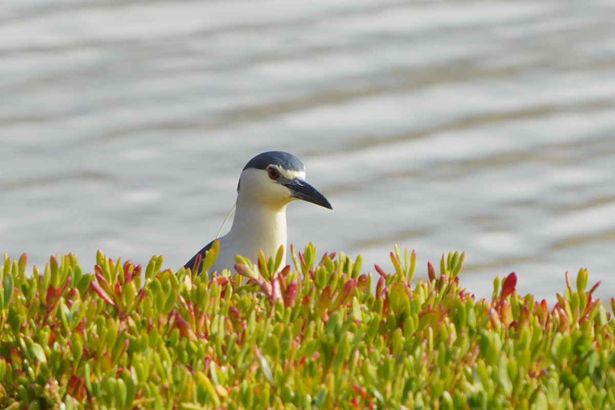 Black-crowned Night Heron - ML617133588