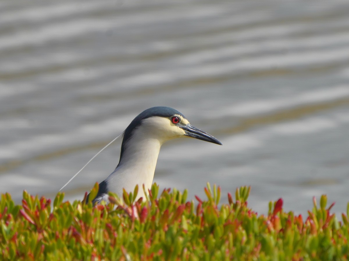 Black-crowned Night Heron - Jörg Albert