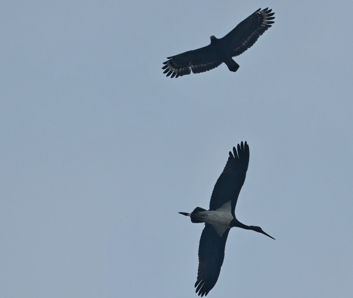 Black Stork - ML617133593