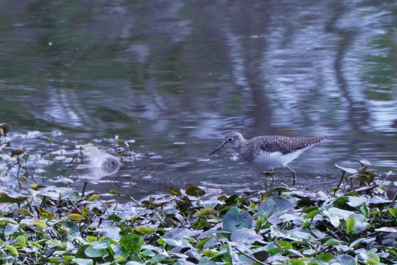 Solitary Sandpiper - Teylor Redondo