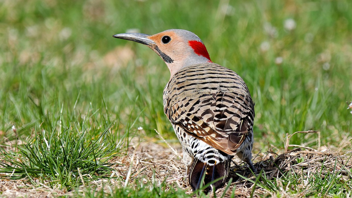 Northern Flicker - Craig Becker