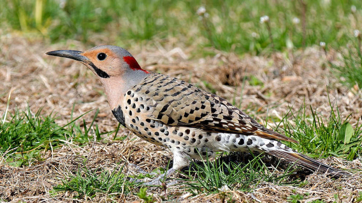 Northern Flicker - ML617133609