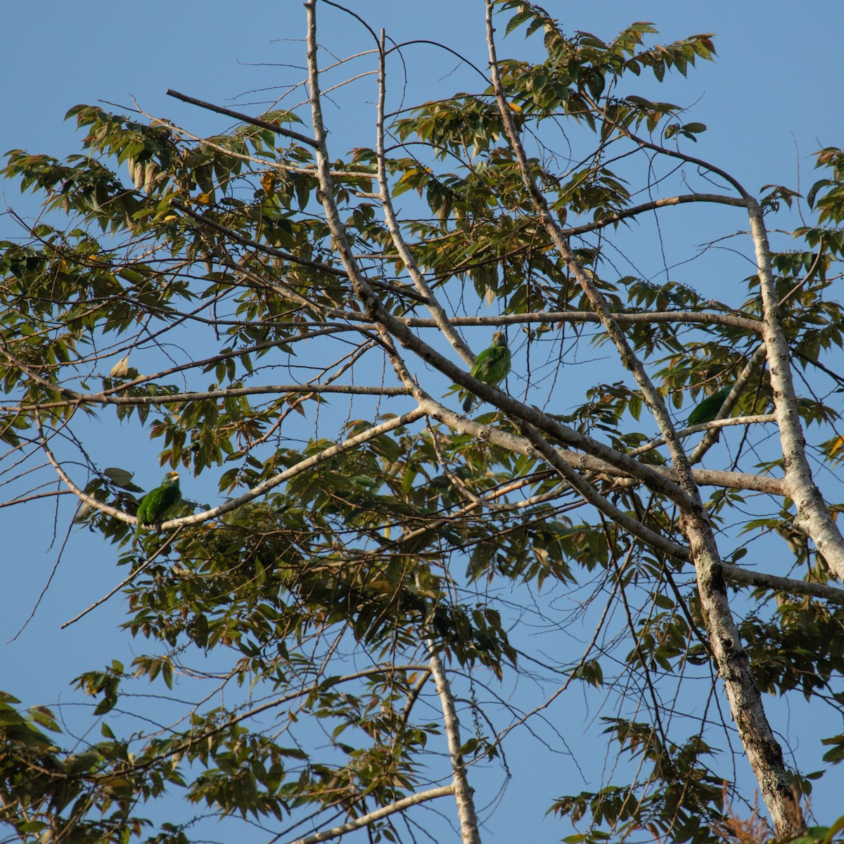 Sarı Alınlı Barbet - ML617133624