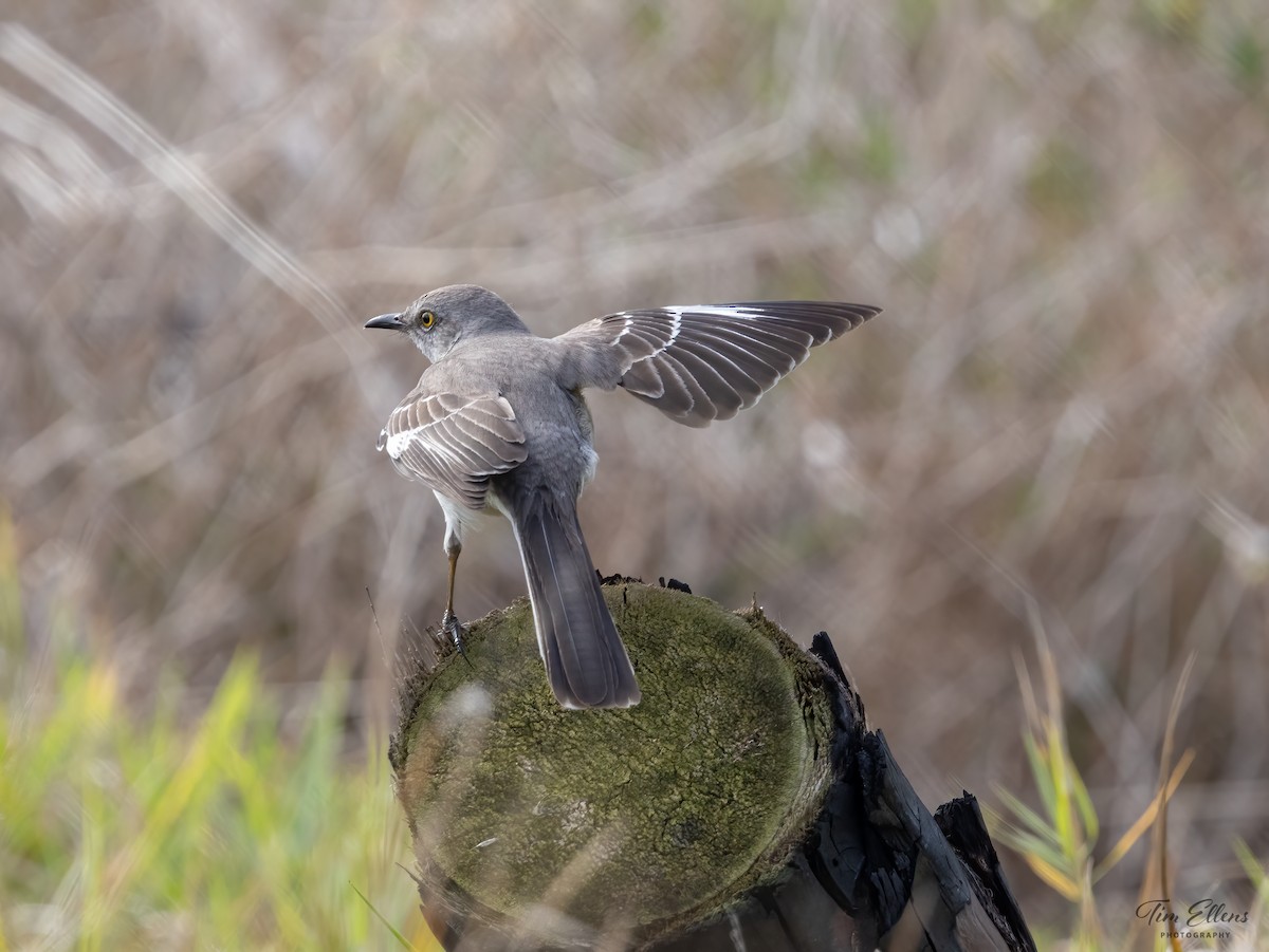 Northern Mockingbird - ML617133632