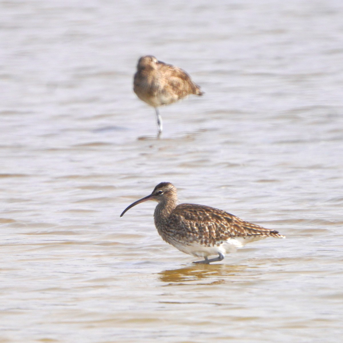 Whimbrel - ML617133644