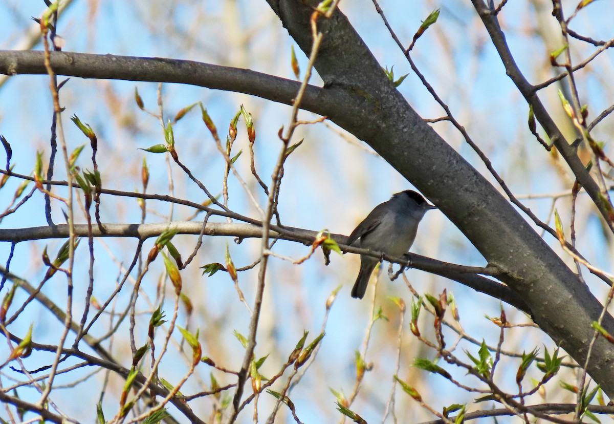 Eurasian Blackcap - ML617133650