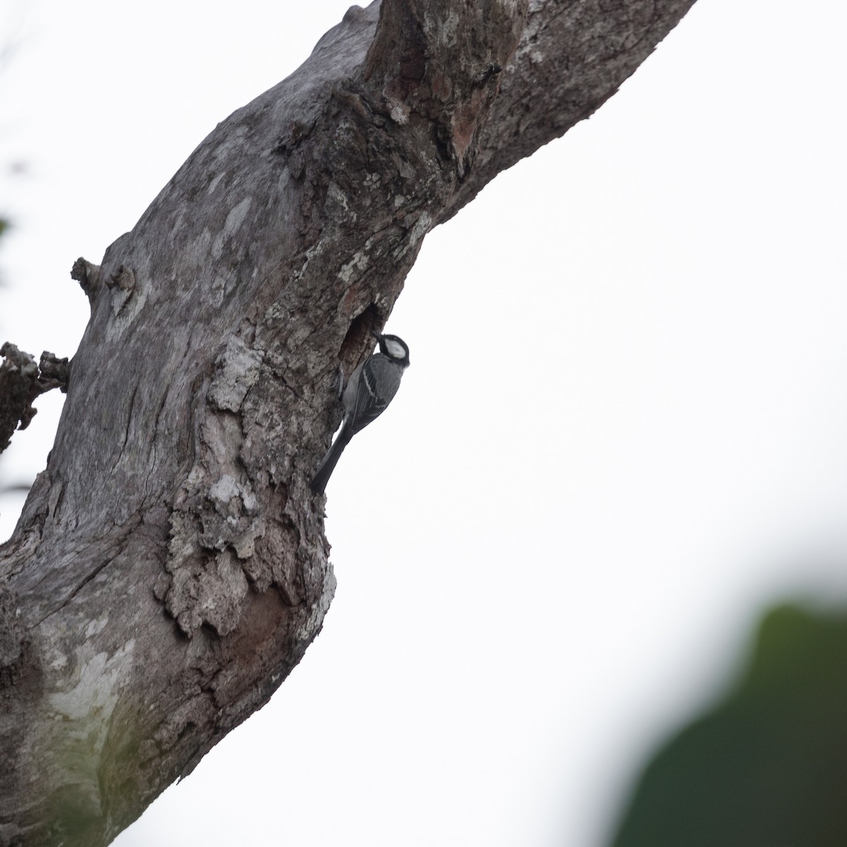 Cinereous Tit - ML617133659