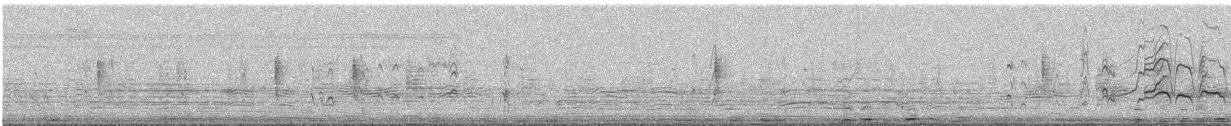 Kara Karınlı Islıkçı Ördek - ML617133664