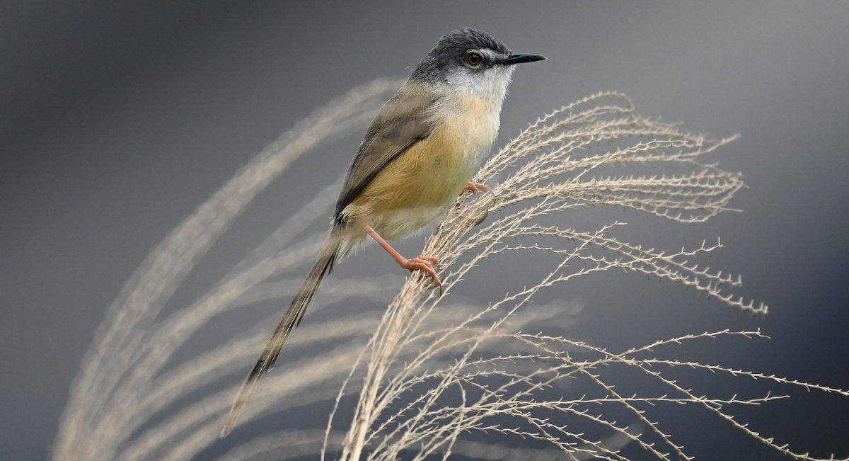 Yellow-bellied Prinia - ML617133682