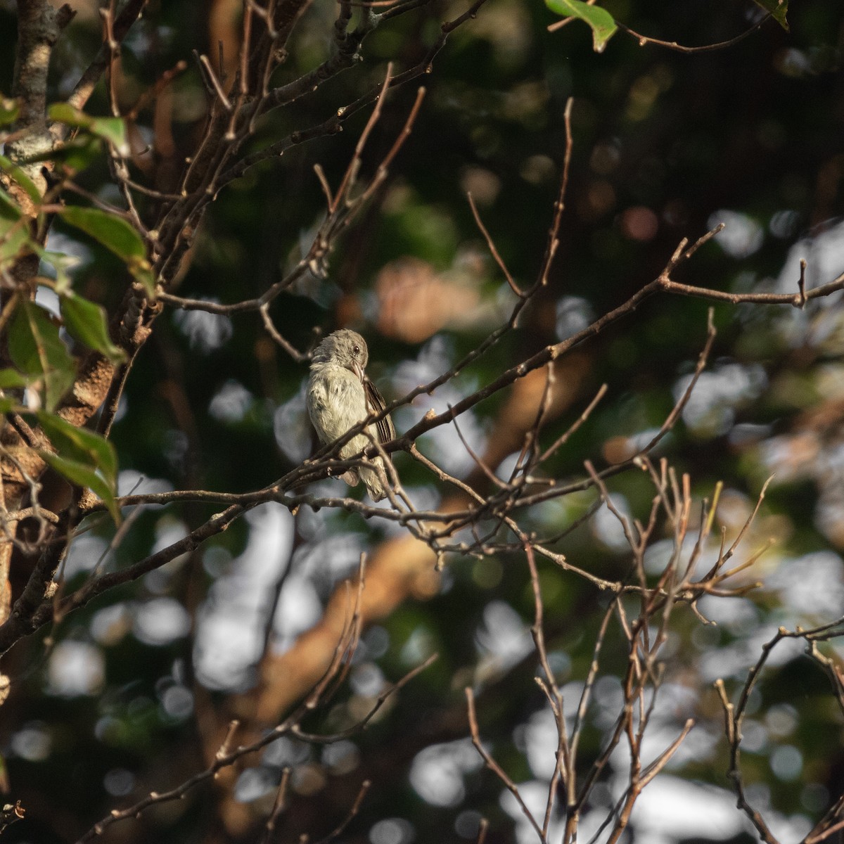 Pale-billed Flowerpecker - ML617133701