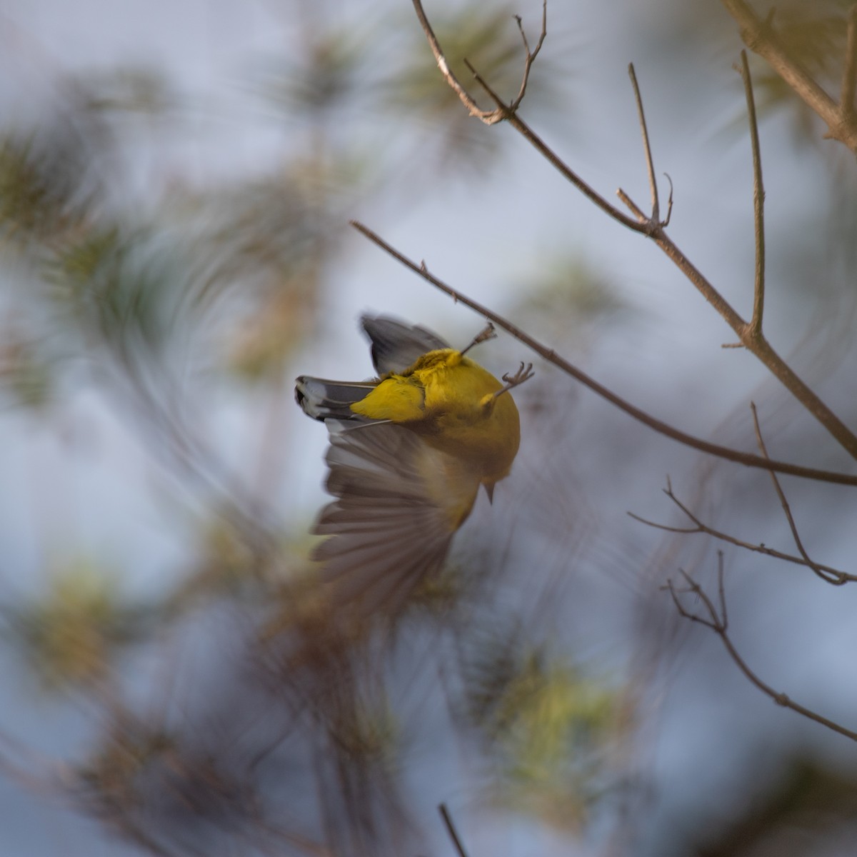 Black-capped Bulbul - ML617133738