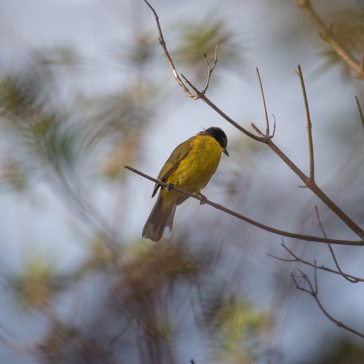 Bulbul à tête noire - ML617133739