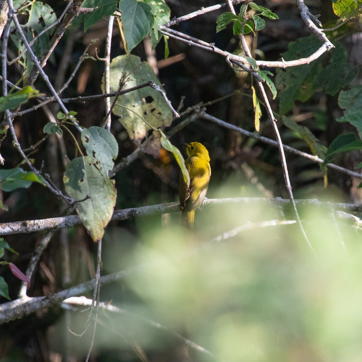 Yellow-browed Bulbul - Anastasia Besfamilnaya