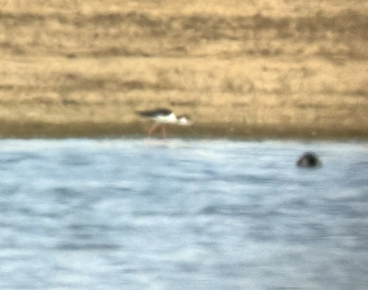 Black-necked Stilt - ML617133774