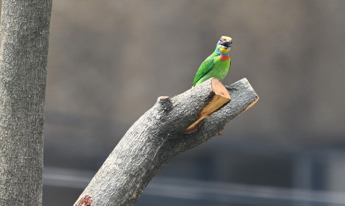 Taiwan Barbet - ML617133778