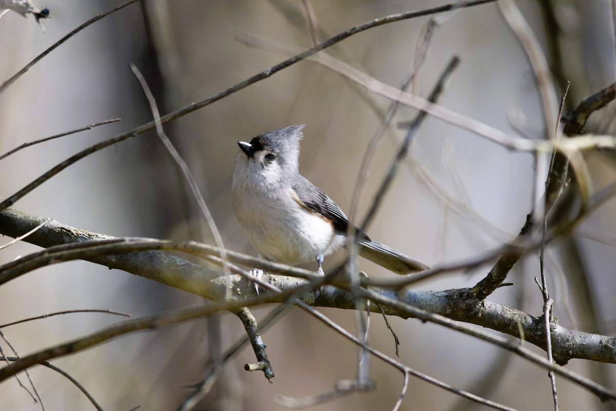 Tufted Titmouse - ML617133841