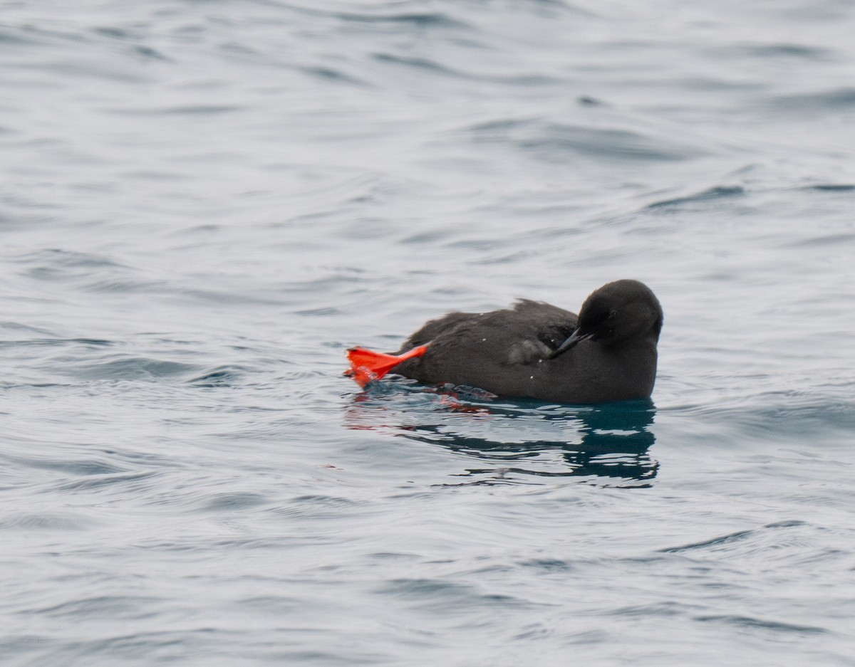 Black Guillemot - ML617133885