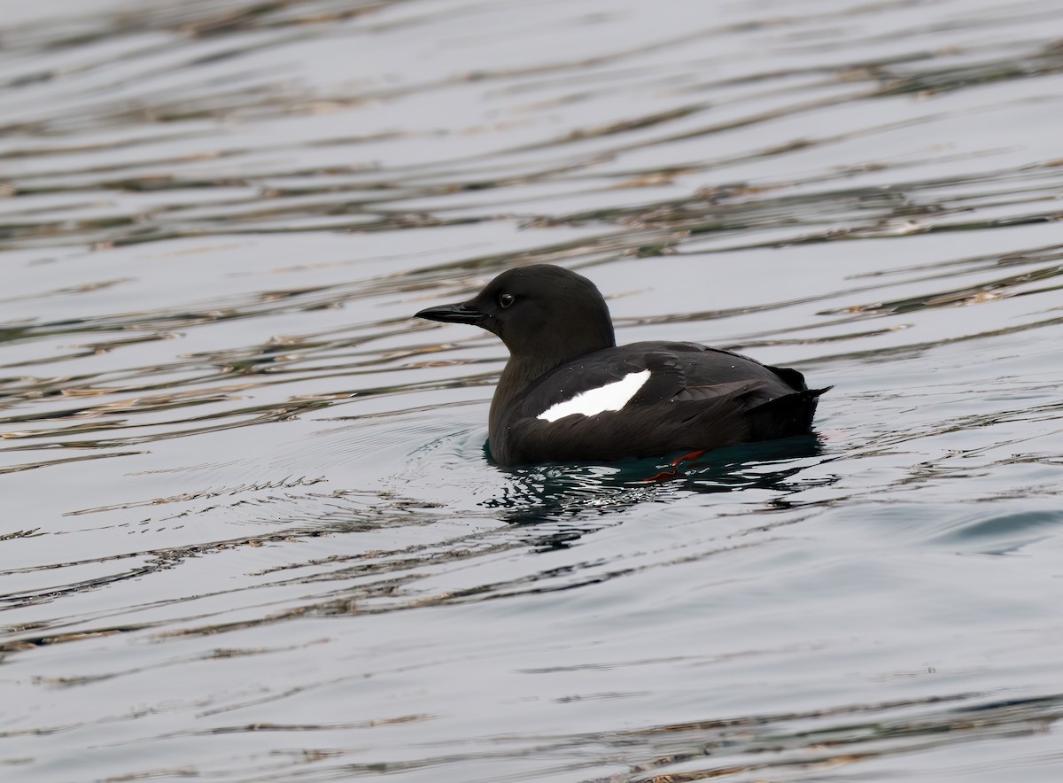 Black Guillemot - jimmy Yao