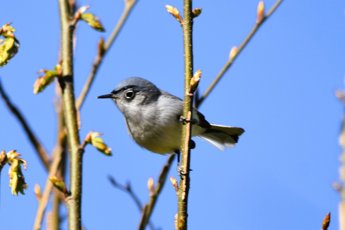 Blue-gray Gnatcatcher - ML617133901